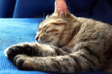 Avrupa kedisi kanepede uyuyor.