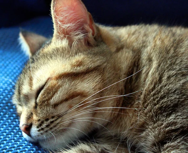 ヨーロッパの猫はソファの上で眠る — ストック写真