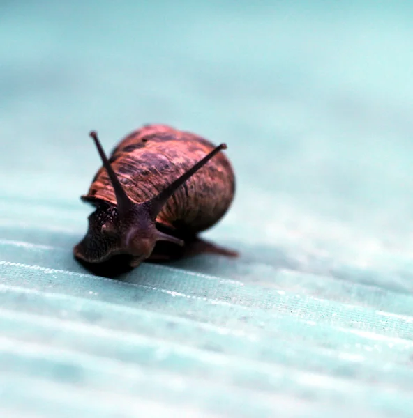 Snail — Stock Photo, Image