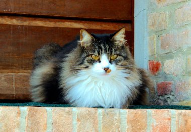 çömelmiş bir kedi