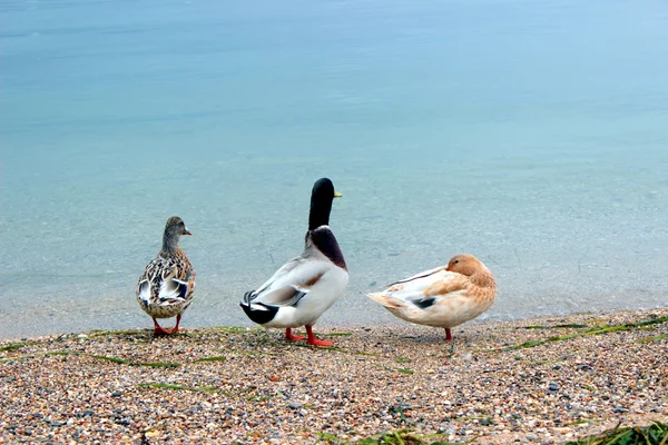 Pato. — Foto de Stock