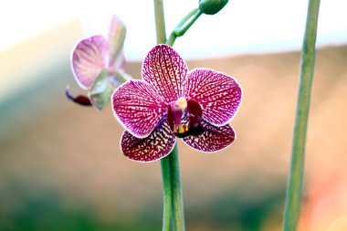 orkide