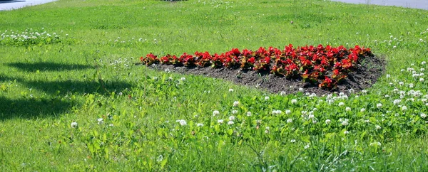 Flowerbed — Stock Photo, Image