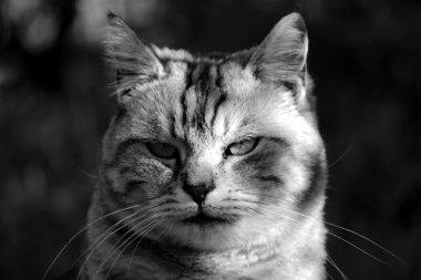 Bahçedeki kedi