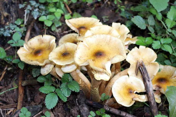 Algunos hongos marrones — Foto de Stock