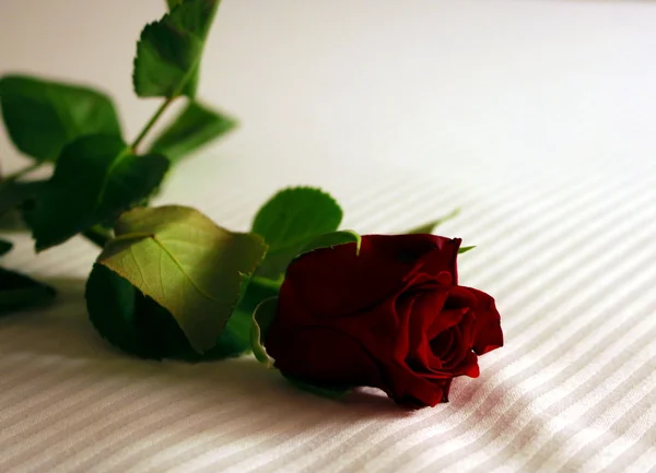 Egy vörös rózsa — Stock Fotó
