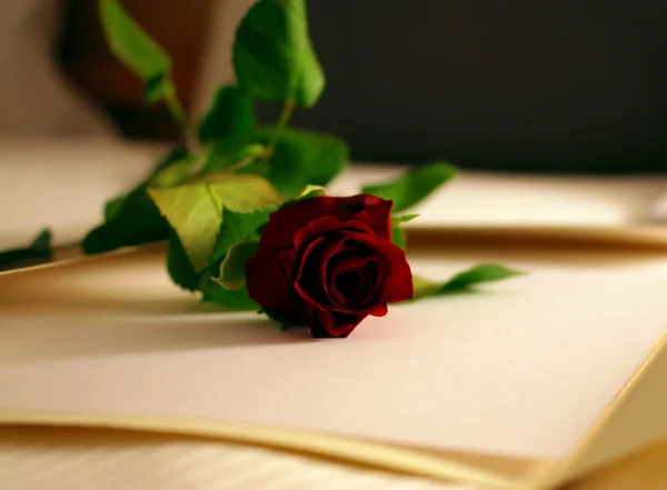 A red rose — Stock Photo, Image