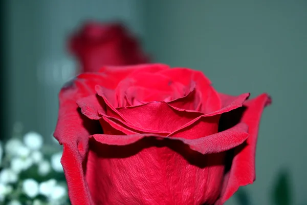 Uma bela rosa — Fotografia de Stock