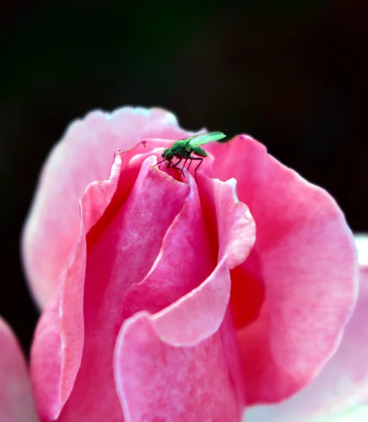 Fly on the rose — Stock Photo, Image