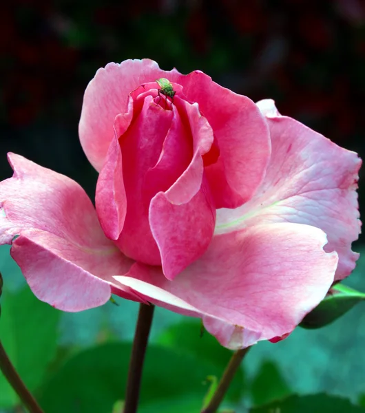 Fly on the rose — Stock Photo, Image