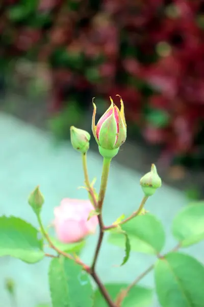Ένα όμορφο τριαντάφυλλο — Φωτογραφία Αρχείου