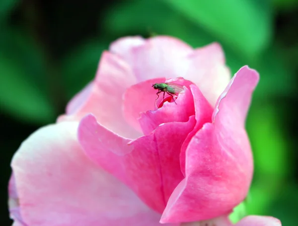 Volar sobre la rosa —  Fotos de Stock