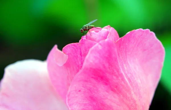 Fly on the rose — Stock Photo, Image