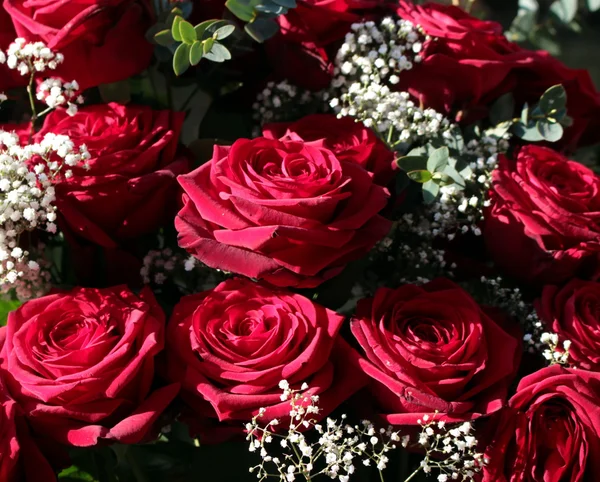 Algumas rosas vermelhas — Fotografia de Stock