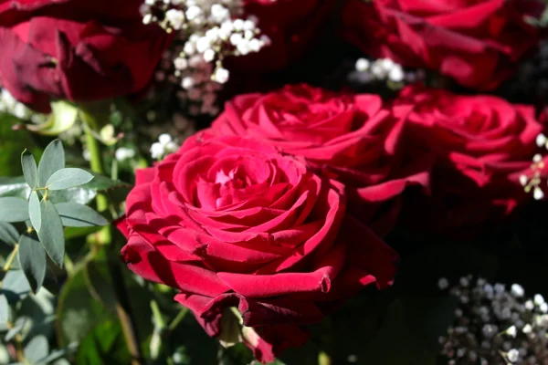 Algumas rosas vermelhas — Fotografia de Stock