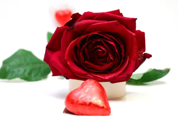 Niektóre czerwona róża — Zdjęcie stockowe