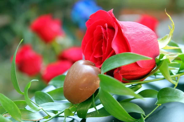Немного красной розы — стоковое фото