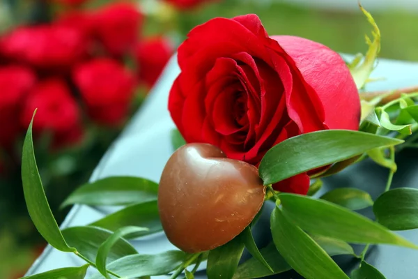 Egy vörös rózsa — Stock Fotó