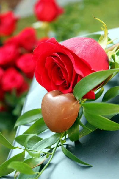 Some red rose — Stock Photo, Image