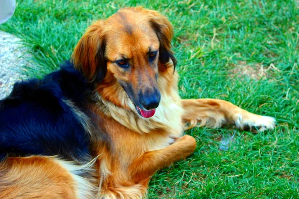 Un perro marrón — Foto de Stock