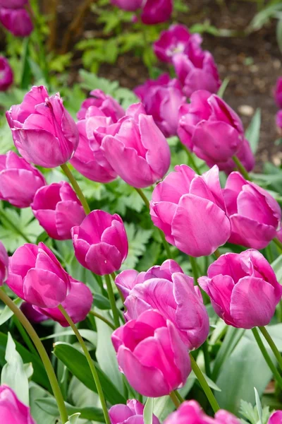 Paarse tulpen close-up — Stockfoto