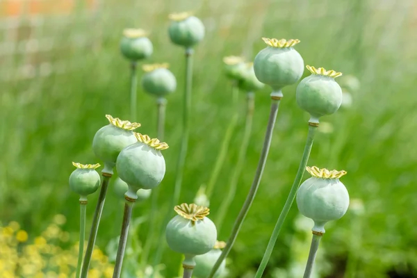 Poppy pods in field