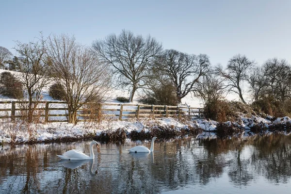 Zwanen op een rivier in de winter — Stockfoto