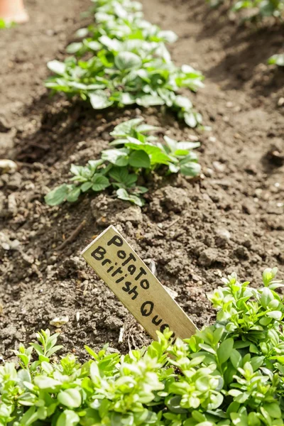 Batatas crescendo no campo — Fotografia de Stock