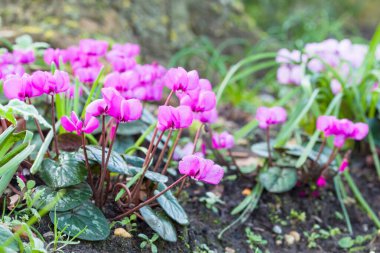 Cyclamen coum, İngiltere 'de bir bahçede pembe siklamen çiçeklerine yakın çekim.