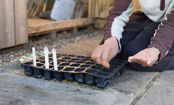 Vrouw Zaait Zaden Een Zaadbak Een Britse Tuin — Stockfoto