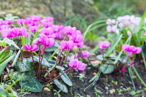 Cyclamen coum, closeup of pink cyclamen flowers in a garden, UK — Stock Image Cyclamen Coum Closeup Pink Cyclamen Flowers Garden Stock Picture