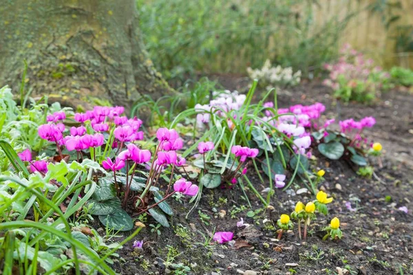 Rosa Cyclamen Blüte Cyclamen Coum Einem Gartenrand Großbritannien — Stockfoto