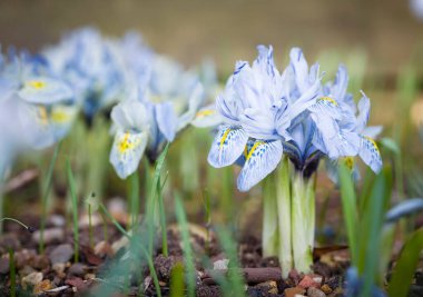 Cüce iris çiçekleri (Katharine Hodgkin) İngiltere 'de bir bahçe sınırında veya çiçek tarhında yetişir.