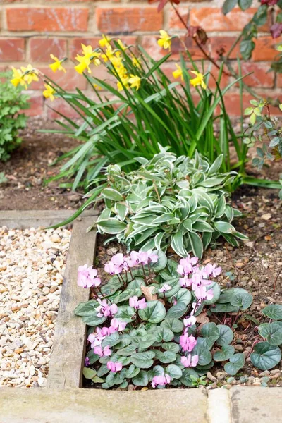 Spring flowers in a flower bed in a garden or backyard, UK — Stock Image Spring Flowers Flower Bed Garden Backyard Stock Image