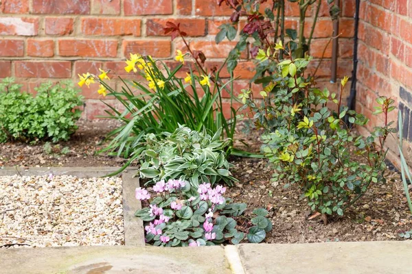Spring flower border with bulbs and plants in a garden, UK — Stock Image Spring Flower Border Bulbs Plants Garden Stock Photo