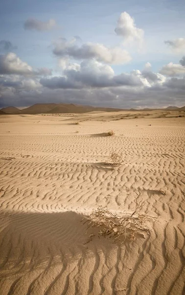 Parque National Las Dunas Corralejo Sand Dunes Fuerteventura Canary Islands — Stock Photo, Image