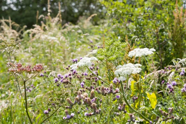 Wilde Blumen Auf Einer Wiese Kuhpetersilie Und Distel Einem Blumenfeld — Stockfoto