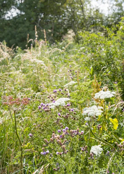 Wilde Bloemenweide Koeienpeterselie Gewone Distel Een Veld Van Bloemen Buckinghamshire — Stockfoto