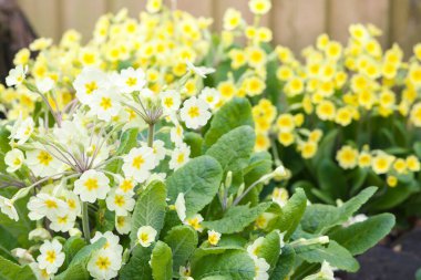 Çuha çiçekleri kapanıyor, sarı primula vulgaris çiçekleri İngiltere 'de bir bahar bahçesi sınırında.