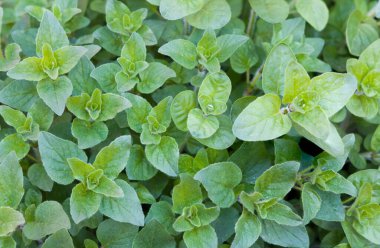 İngiltere, İngiltere 'deki bir bitki bahçesinde yetişen taze kekik yaprağı.