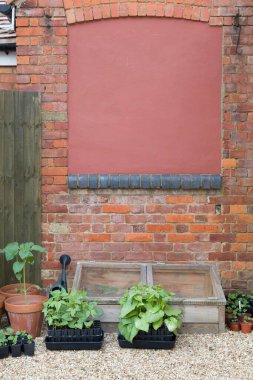 Soğuk çerçeve ve Fransız fasulyesi ve fasulyeli kök eğitmenleri. İngiltere 'de bir bahçede sebze yetiştiriyor.