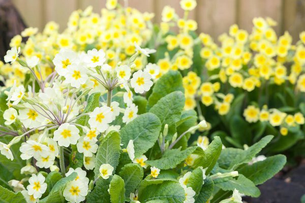 Primroses close up, yellow primula vulgaris flowers in a spring garden border, UK
