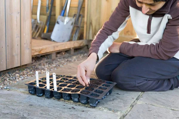 Woman Sowing Seeds Filling Plastic Plant Cells Seed Tray Compost — Stockfoto