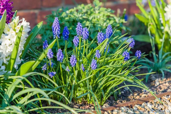 Primavera Jardín Flor Frontera Con Floración Azul Muscari Armeniacum Jacintos —  Fotos de Stock