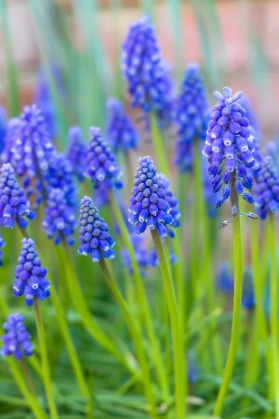 Muscari Armeniacum Armenian Grape Hyacinth Flower Closeup Blue Spring Flower — Stockfoto