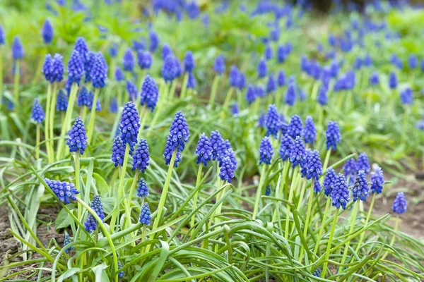 Blue Muscari Armeniacum Armenian Grape Hyacinth Clumps Spring Flowers Flowering — Stock Photo, Image