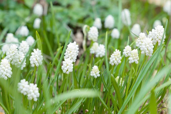 Muscari White Magic Clump Muscari Aucheri White Magic Flower Flowering — Stock Photo, Image