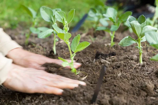 Frau Gärtnerin Pflanzt Gemüse Saubohnen Der Erde Einem Garten Großbritannien — Stockfoto