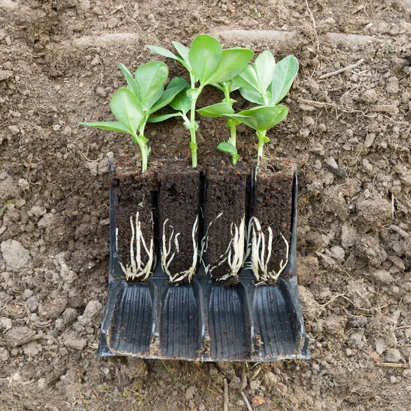 Vegetable Plant Broad Bean Monica Seedlings Roottrainers Soil Roots Visible — Φωτογραφία Αρχείου