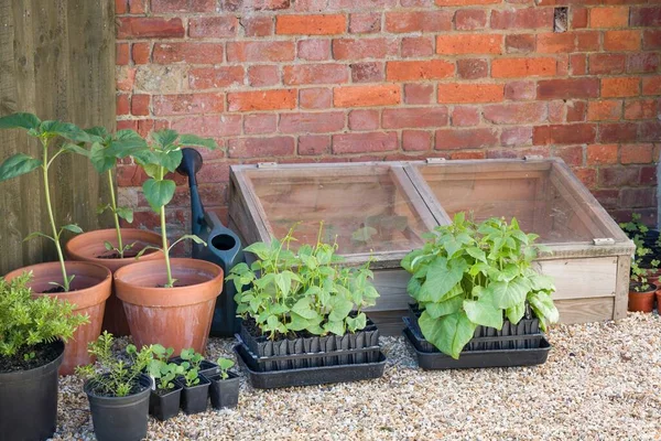 French Beans Runner Beans Root Trainers Cold Frame Growing Vegetables — Stockfoto